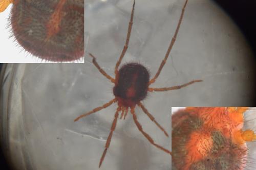 Erythraeus sp.